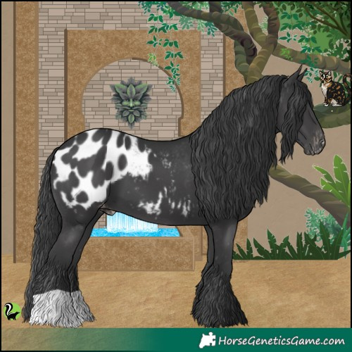 Horse Color:Black Appaloosa 