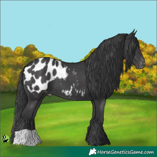 Horse Color:Black Appaloosa 