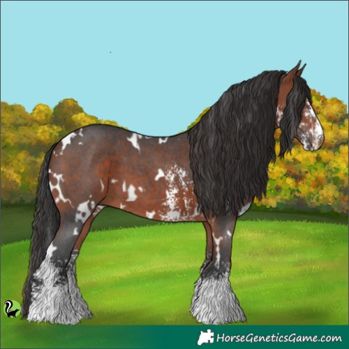 Horse Color:White Spotted Brown Sabino 