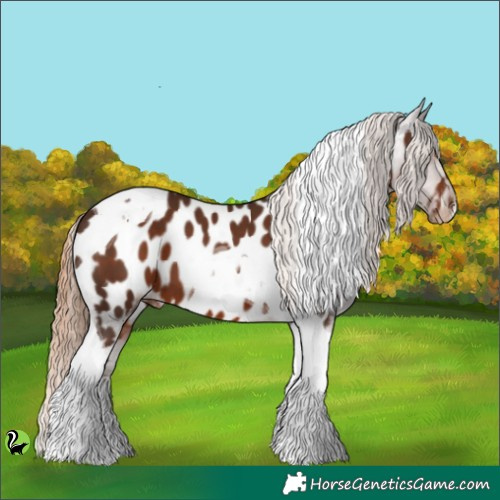 Horse Color:Liver Chestnut Tobiano Appaloosa 