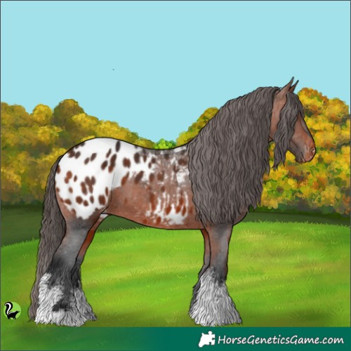 Horse Color:White Spotted Brown Appaloosa 