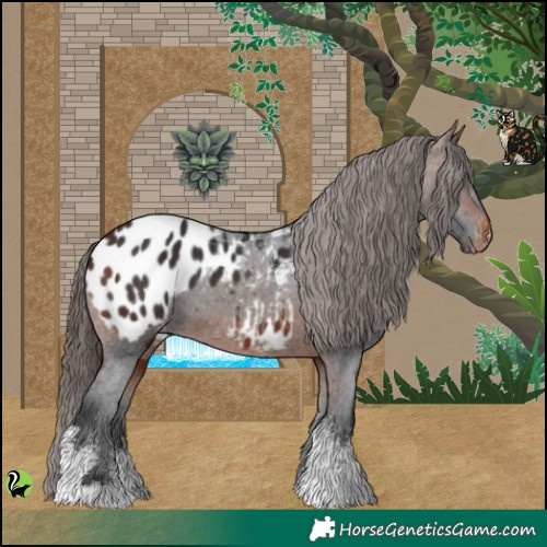 Horse Color:White Spotted Brown Appaloosa 