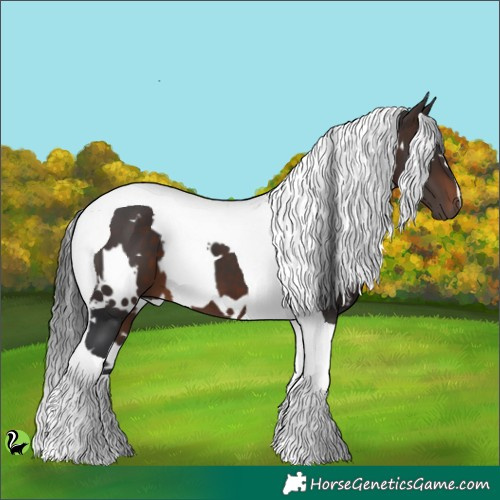 Horse Color:White Spotted Brown Tobiano 