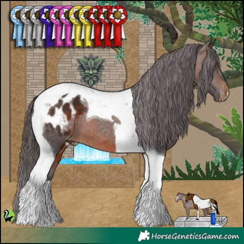 Horse Color:Brown Tobiano Appaloosa 