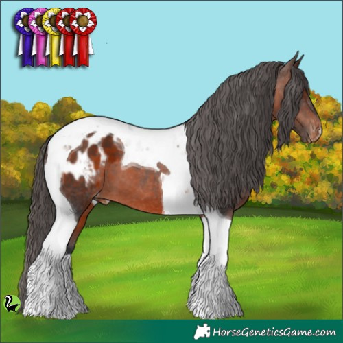 Horse Color:Brown Tobiano Appaloosa 