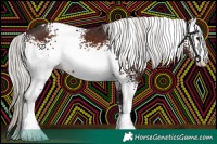 Horse Color:White Spotted Silver Brown 