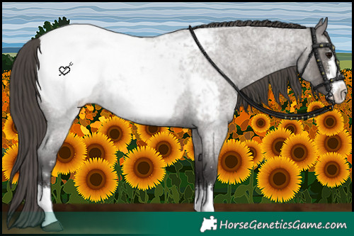 Horse Color:Smoky Grullo Roan Snowcap