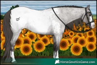 Horse Color:Smoky Grullo Roan Snowcap 