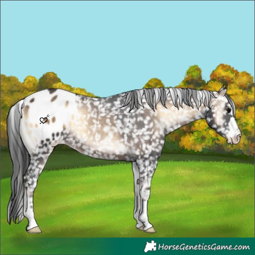 Horse Color:Brown Onyx Appaloosa 