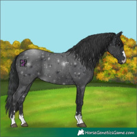 Horse Color:Black 