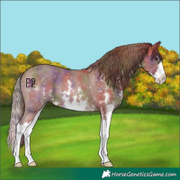 Horse Color:Nacre Chestnut Sabino Splash
