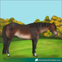 Horse Color:Brown Rabicano 