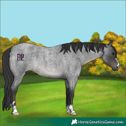 Horse Color:Blue Roan Rabicano 