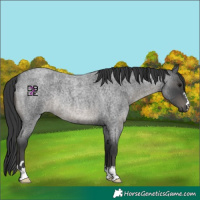 Horse Color:Blue Roan Rabicano