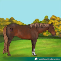 Horse Color:Liver Chestnut Sabino