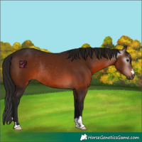 Horse Color:Gray Bay Rabicano