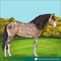 Horse Color:Bay Ice Rabicano 