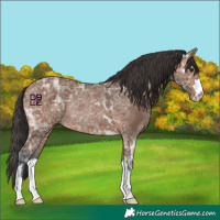 Horse Color:Bay Ice Rabicano