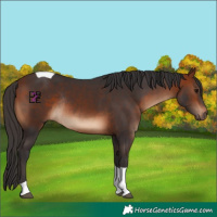 Horse Color:Bay Tobiano Rabicano