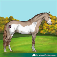 Horse Color:Liver Red Dun Frame 
