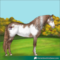 Horse Color:Liver Red Dun Frame 