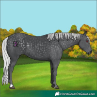 Horse Color:Silver Black Chinchilla 