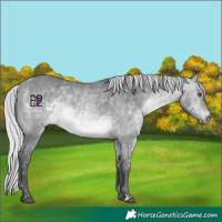 Horse Color:Silver Bay Chinchilla 