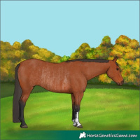 Horse Color:Bay Sabino Rabicano and Bay Rabicano