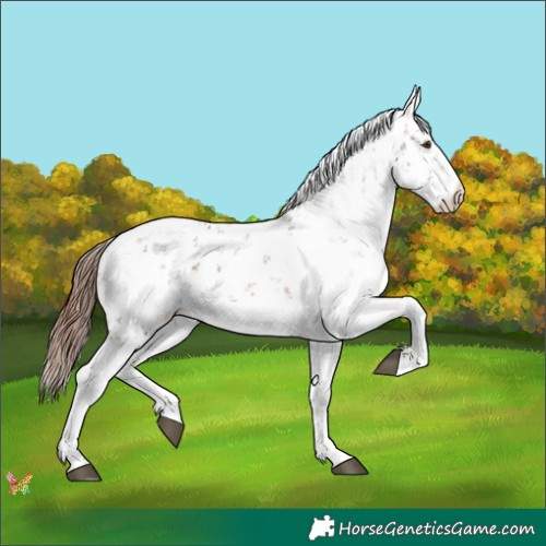 Horse Color:Chestnut Sabino