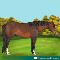 Horse Color:Brown Appaloosa 