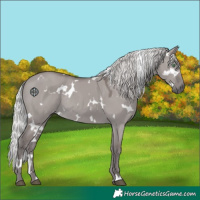 Horse Color:Platinum White Spotted Silver Smoky Grullo Rabicano 