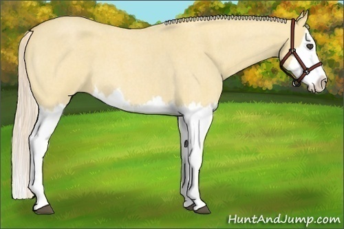 Horse Color:Palomino Roan Dun Splash