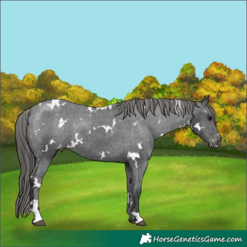 Horse Color:White Spotted Black Appaloosa 