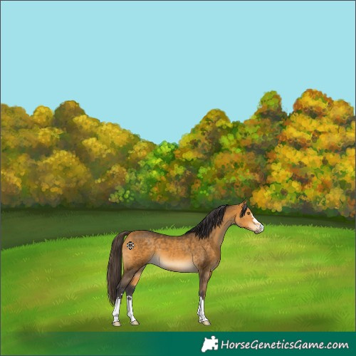 Horse Color:Buckskin 