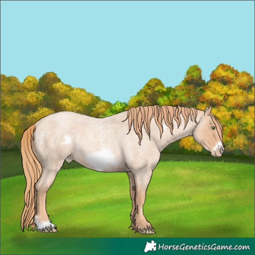 Horse Color:Gold Champagne Roan Frame Varnish Rabicano