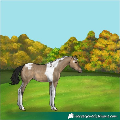 Horse Color:Gray Brown Dun Tobiano Varnish