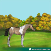 Horse Color:Gray Brown Dun Tobiano Appaloosa 
