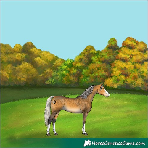 Horse Color:Silver Buckskin 