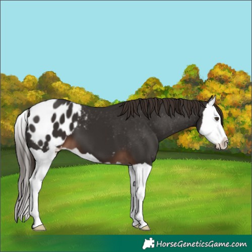Horse Color:Liver Chestnut Splash Appaloosa 