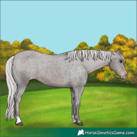 Horse Color:Silver Brown Appaloosa 
