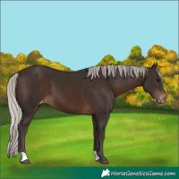 Horse Color:Silver Brown Appaloosa 