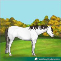 Horse Color:Liver Chestnut Near Fewspot 