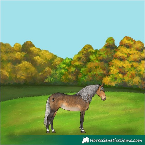Horse Color:Silver Buckskin 