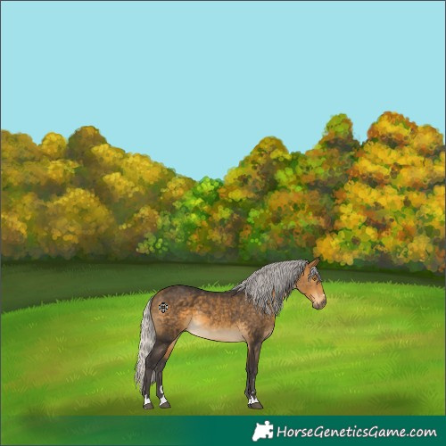 Horse Color:Silver Buckskin 