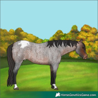 Horse Color:Bay Roan Appaloosa