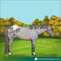 Horse Color:Bay Roan Appaloosa 