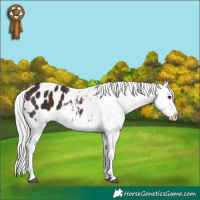 Horse Color:Silver Brown Appaloosa 