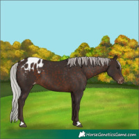 Horse Color:Silver Brown Appaloosa 