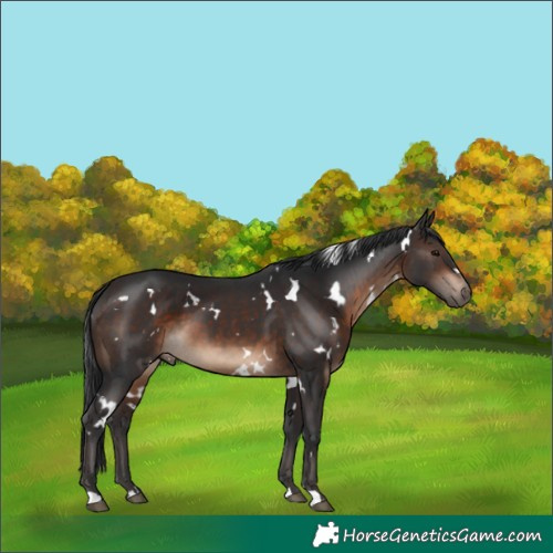 Horse Color:White Spotted Brown 