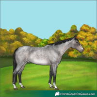 Horse Color:Platinum Brown Roan 